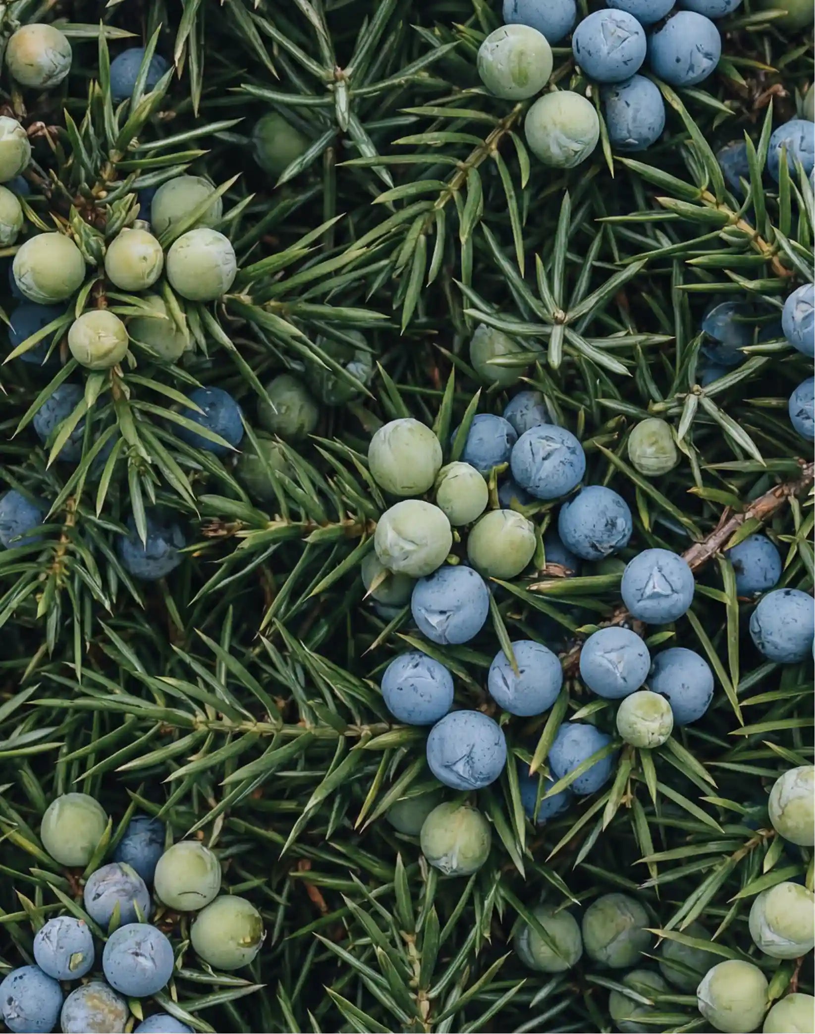 Comfort Mousse: Kiefer & Wacholder und Unscented